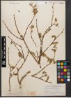 Foto von Salix wallichiana Andersson